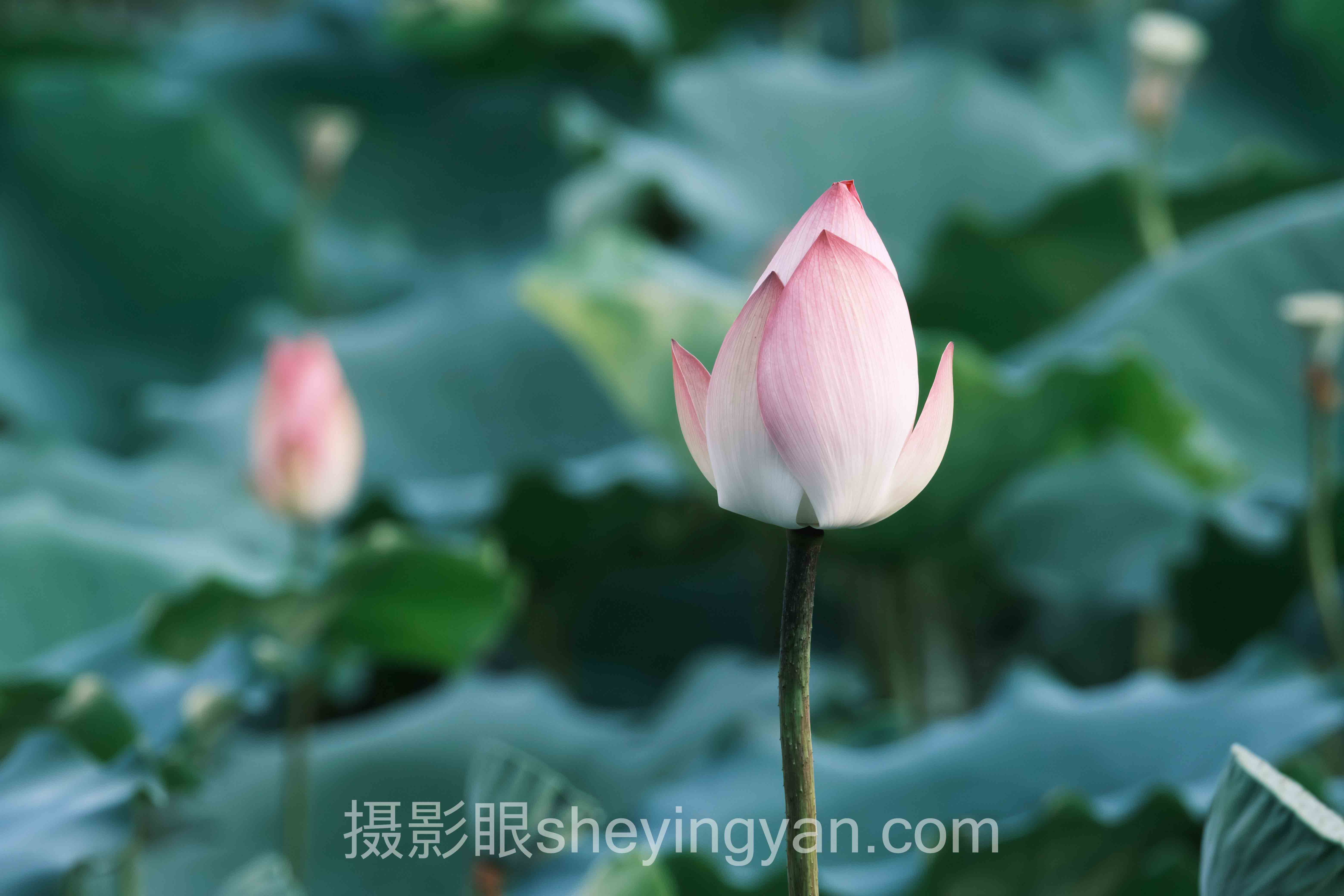 导师林薇