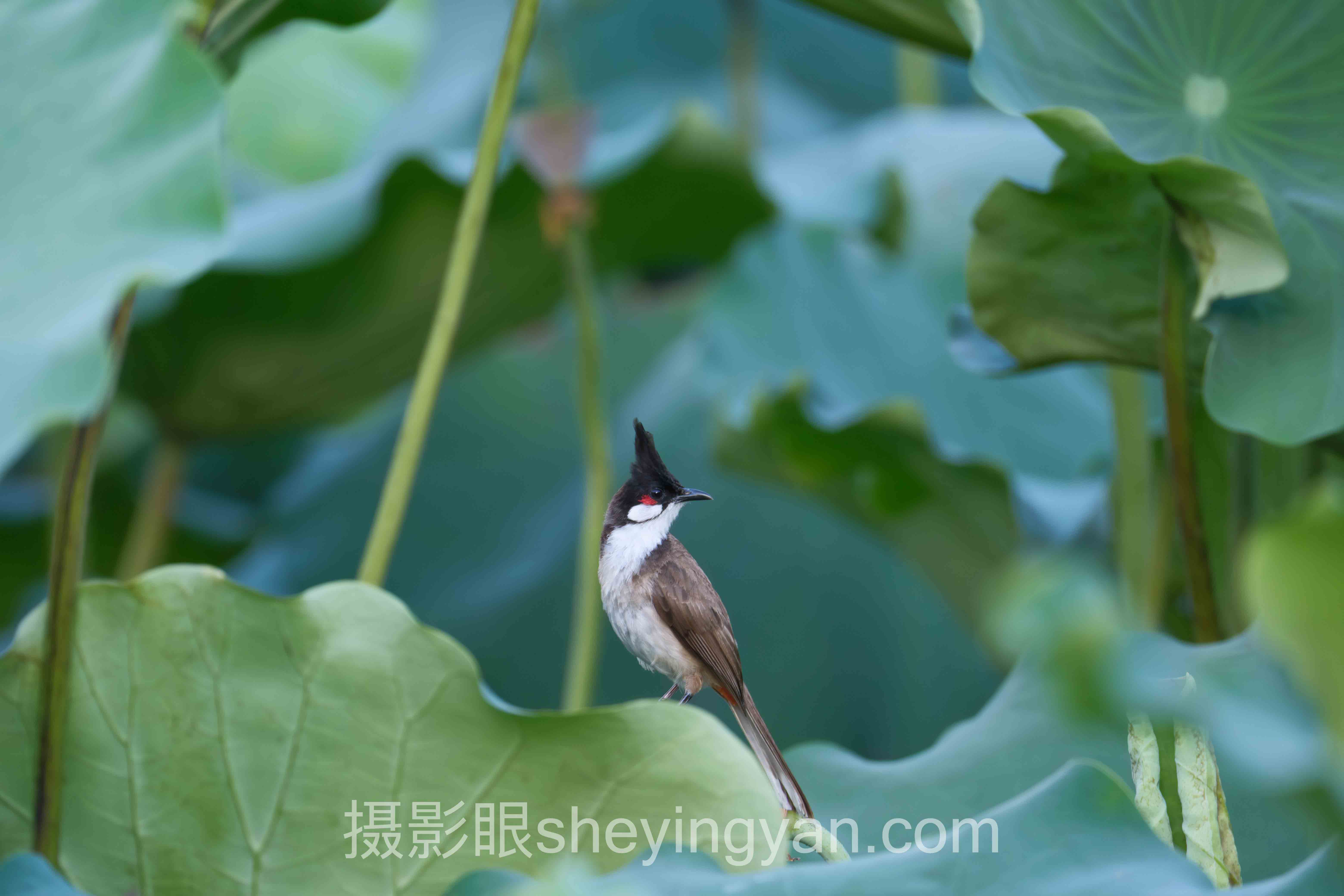 数据说话：哈苏X2D/X2D2固件升级的最新发展现状