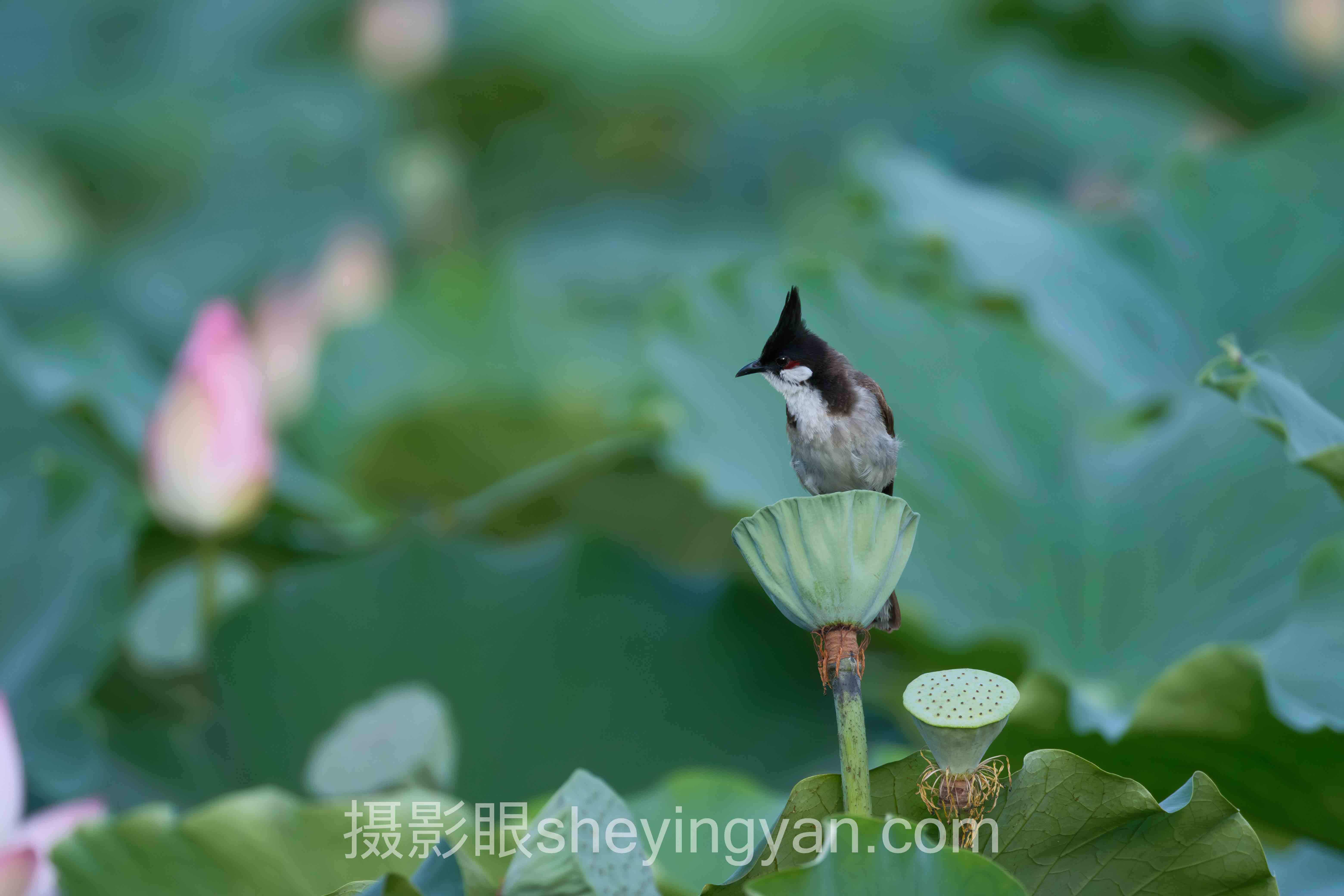 深度解析：摄影点评网站排名的核心问题与答案
