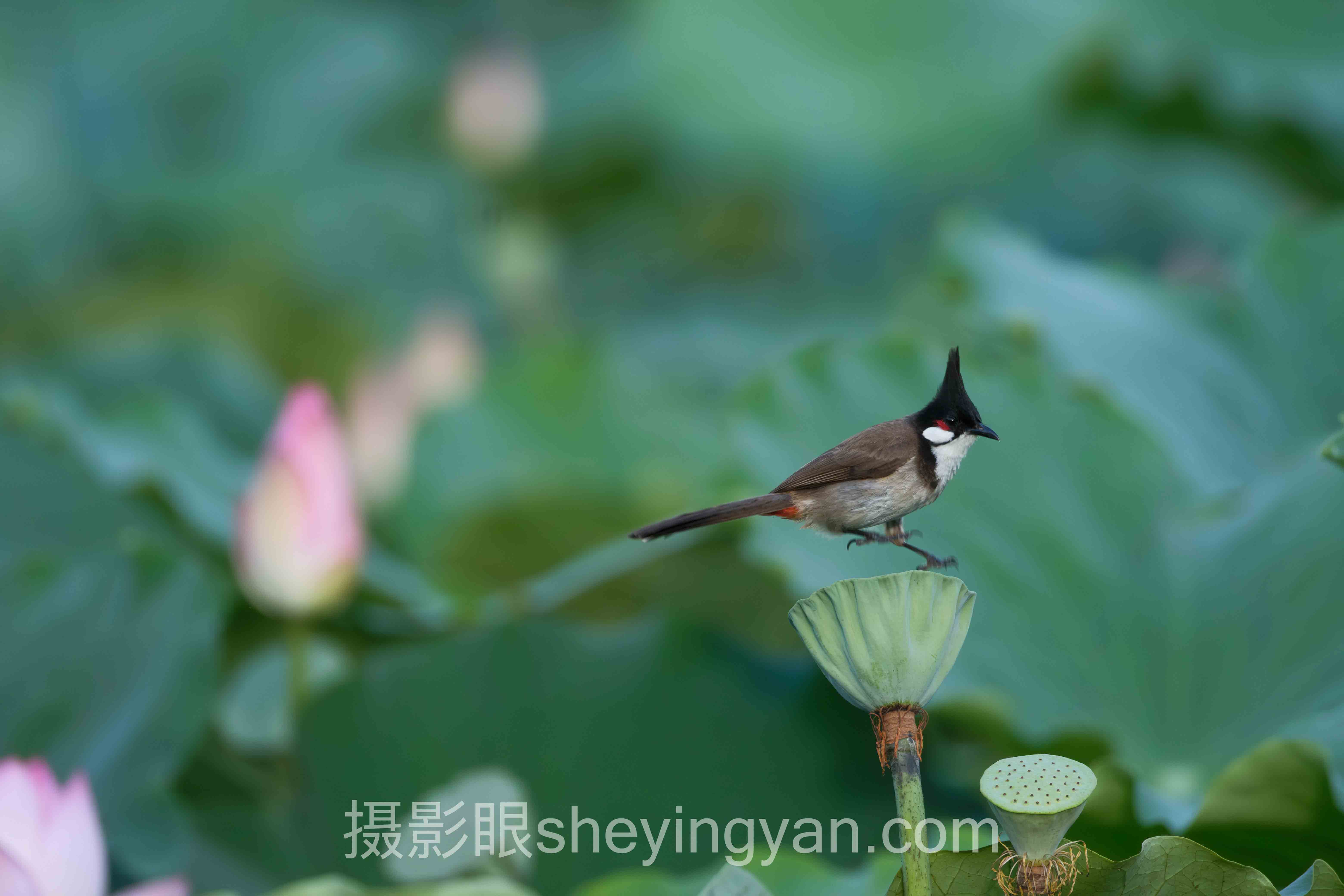 深度解析：光线层次是什么意思的核心问题与答案