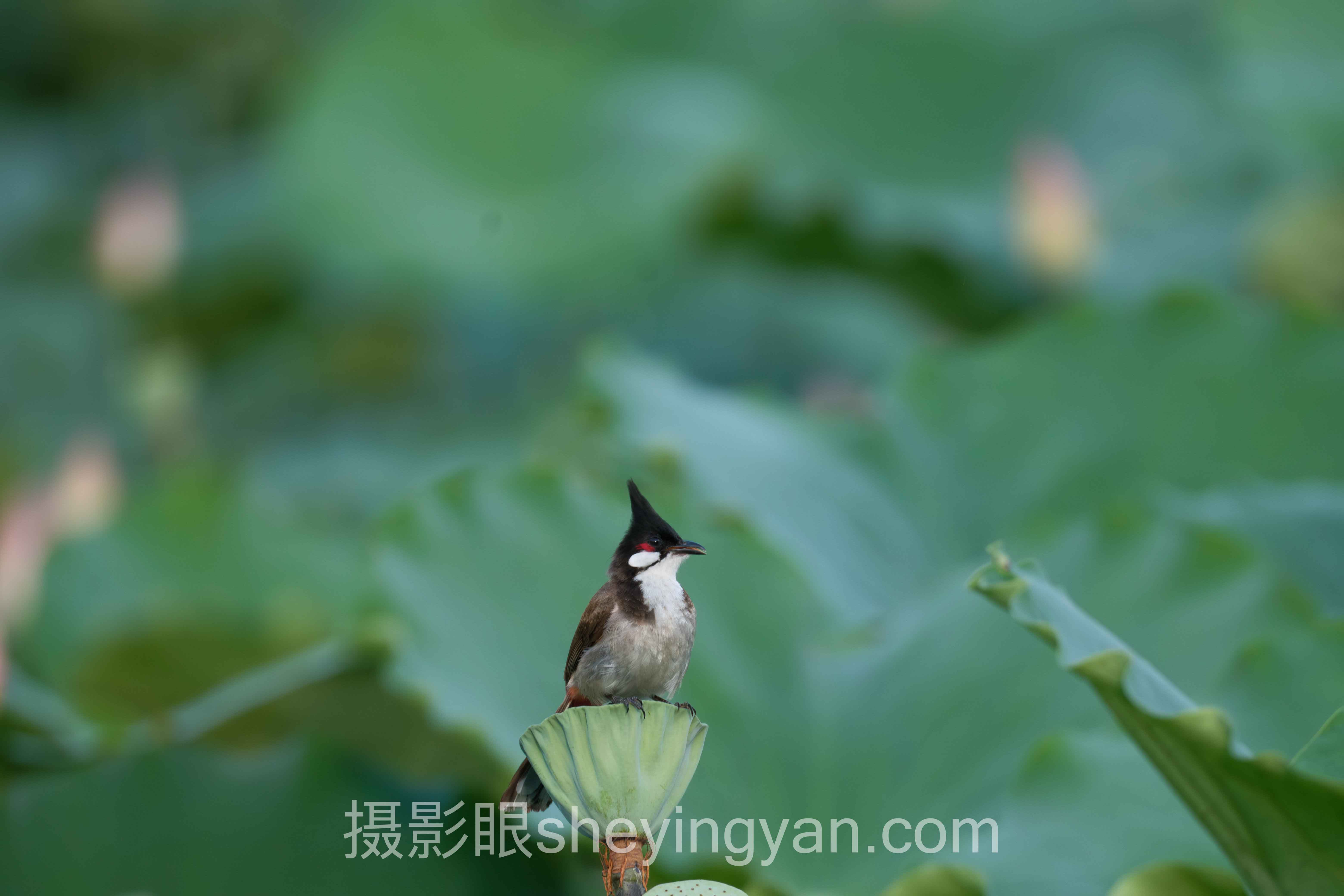 专家深度解读：手机照片摄影点评的机遇与挑战