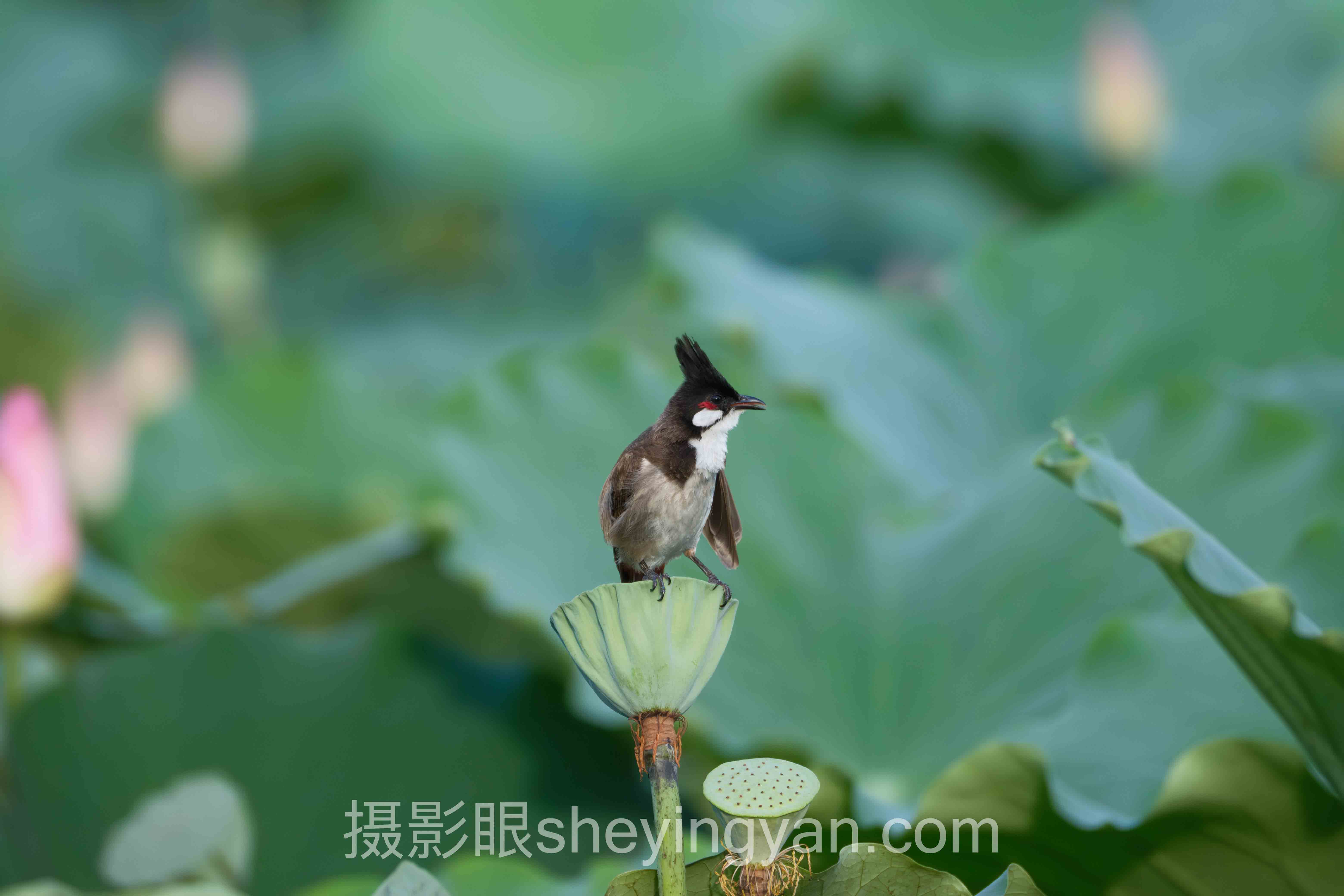 新手求大佬点评照片行业数据全景：6组数据揭示真相
