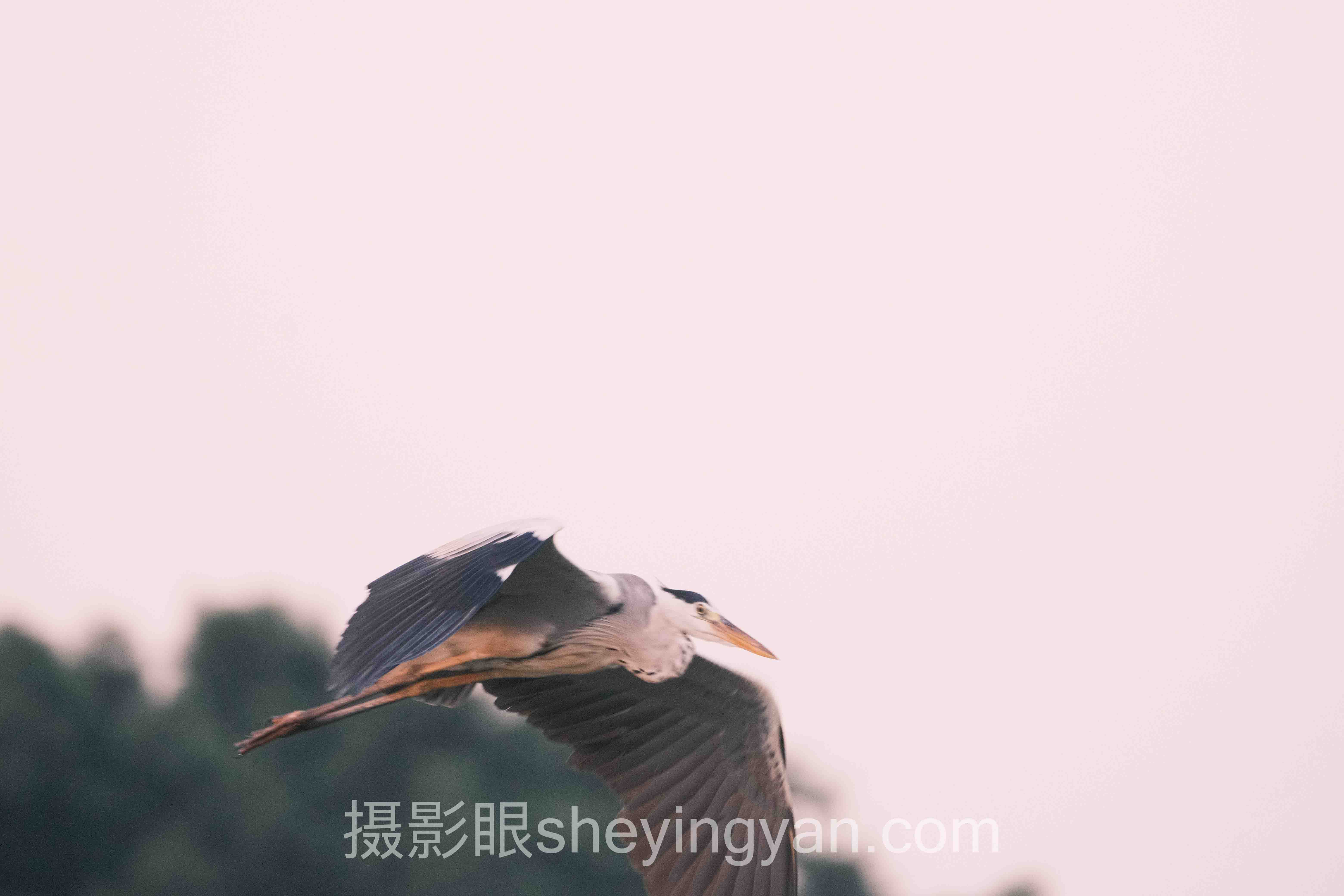 摄影风格对比十人谈:多位专家的核心观点汇总