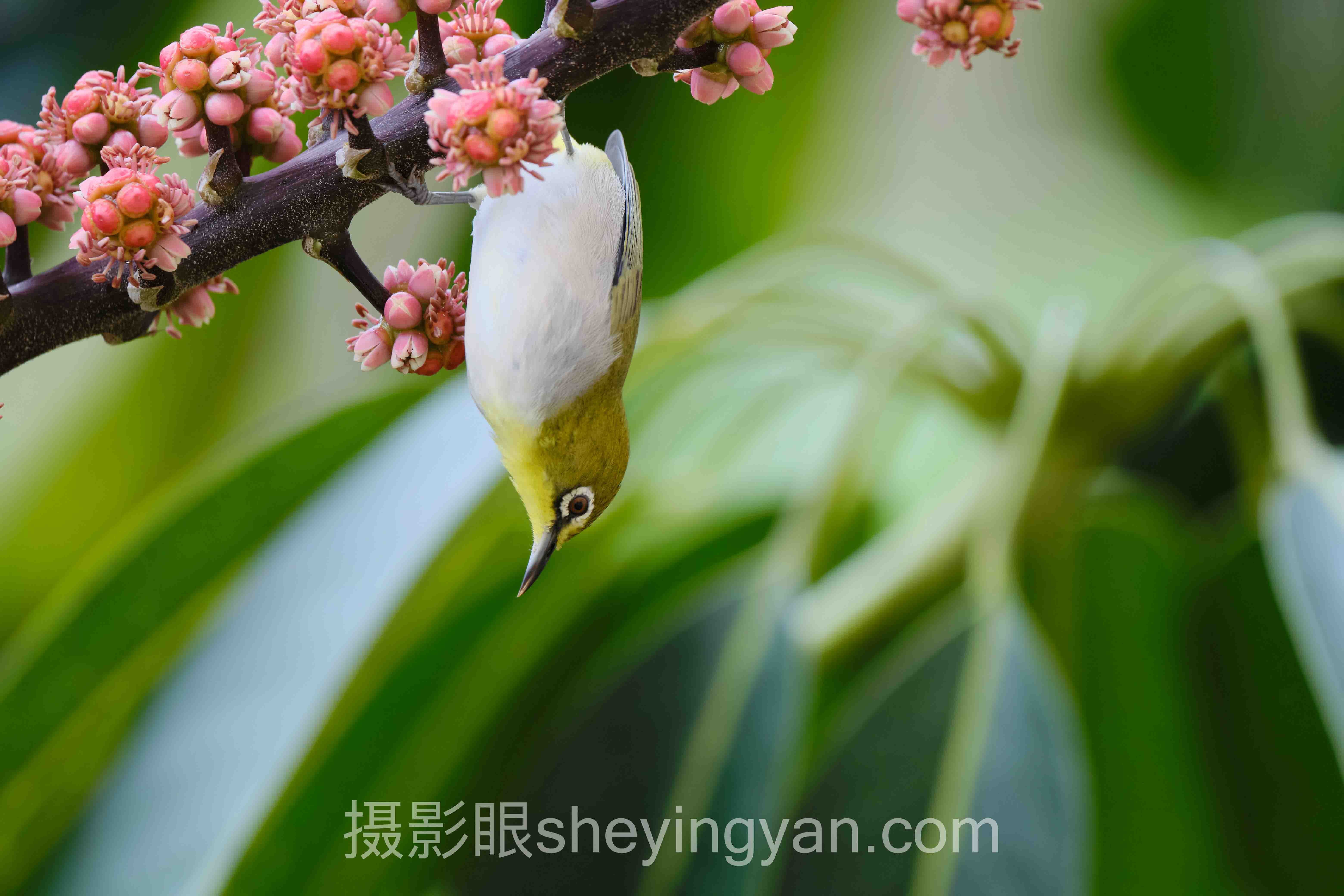 摄影眼免费测试平台实战案例拆解：3个成功实践的共同规律