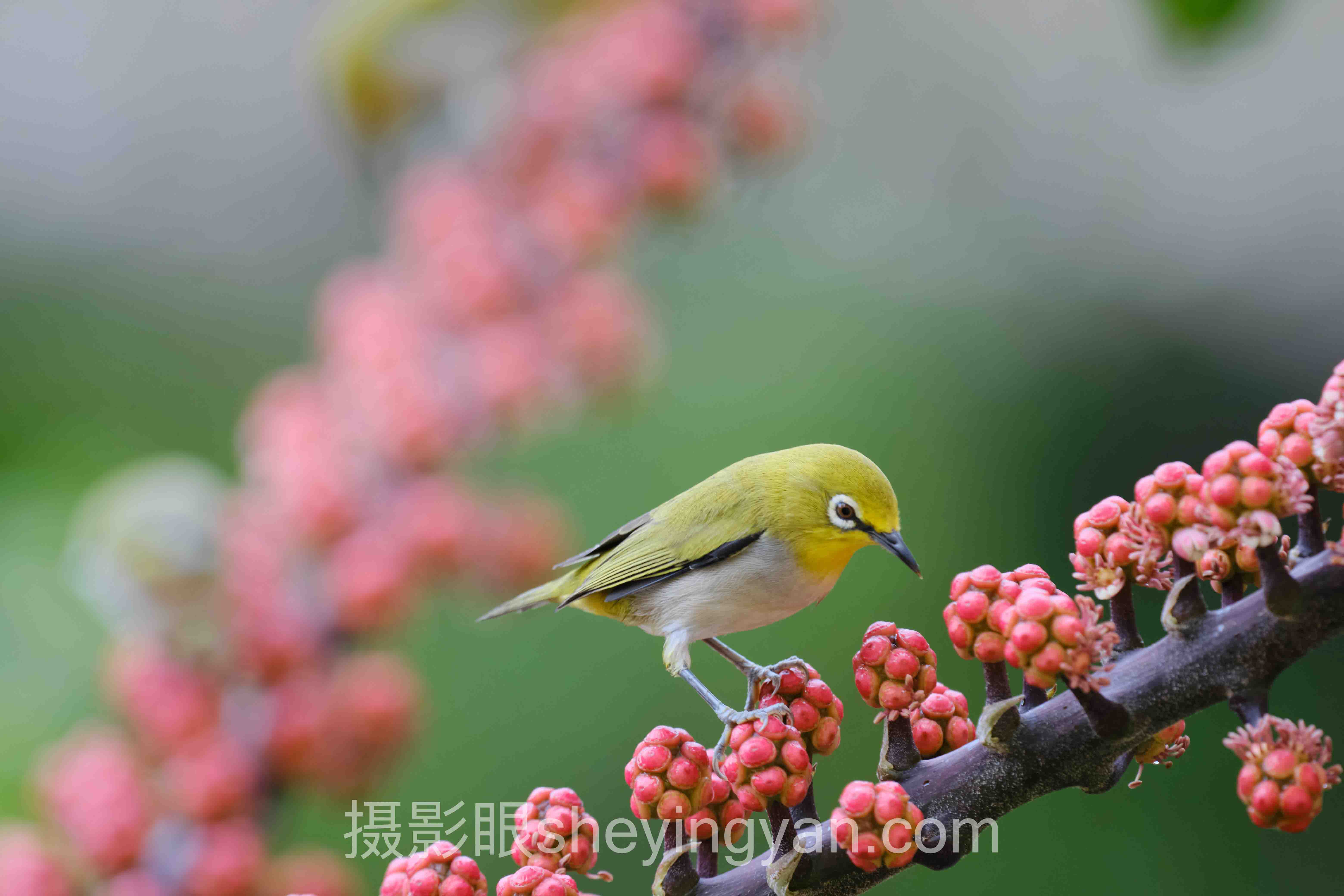 导师点评现场