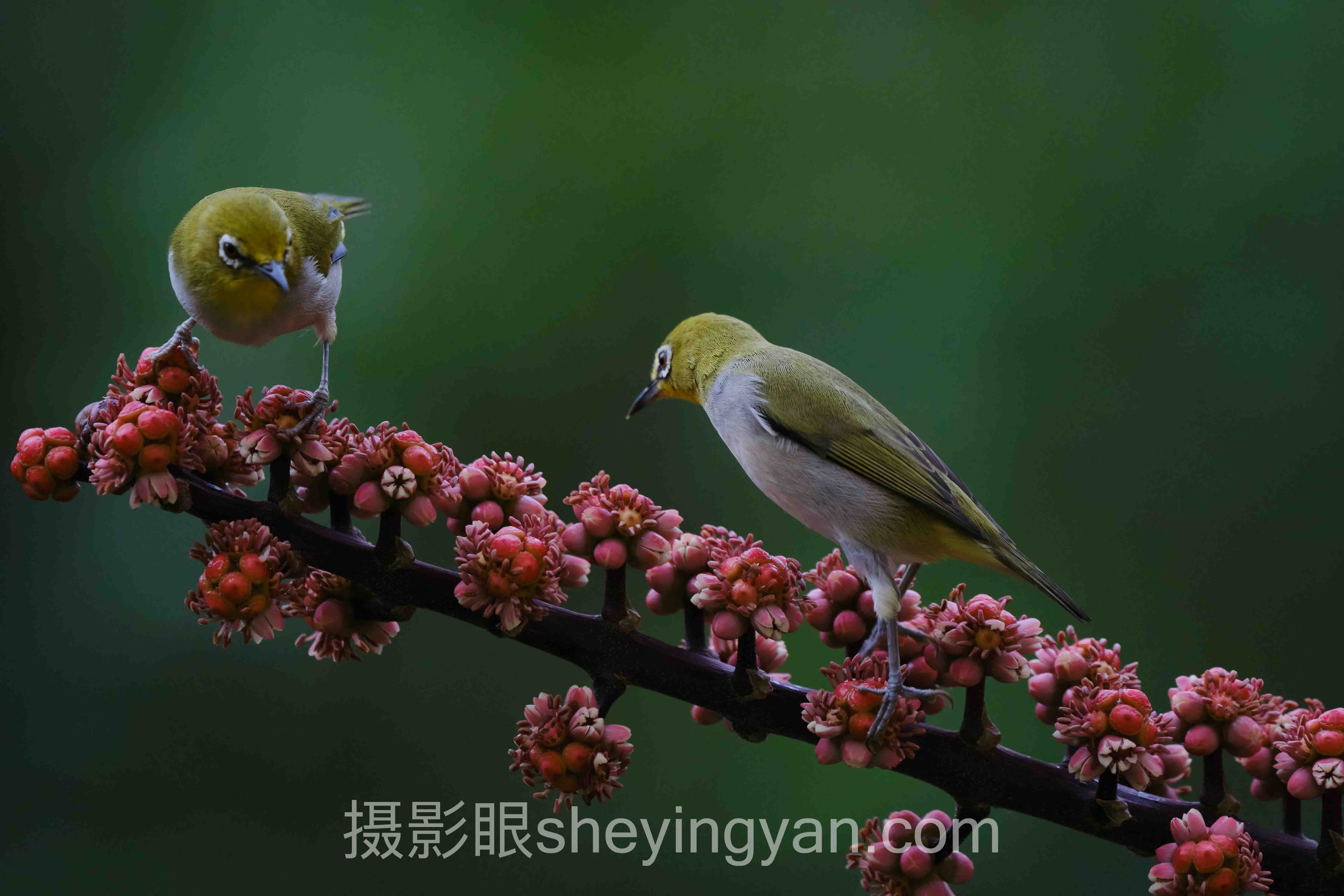 港风摄影风格怎么调主流方案横向对比：哪个更适合你？