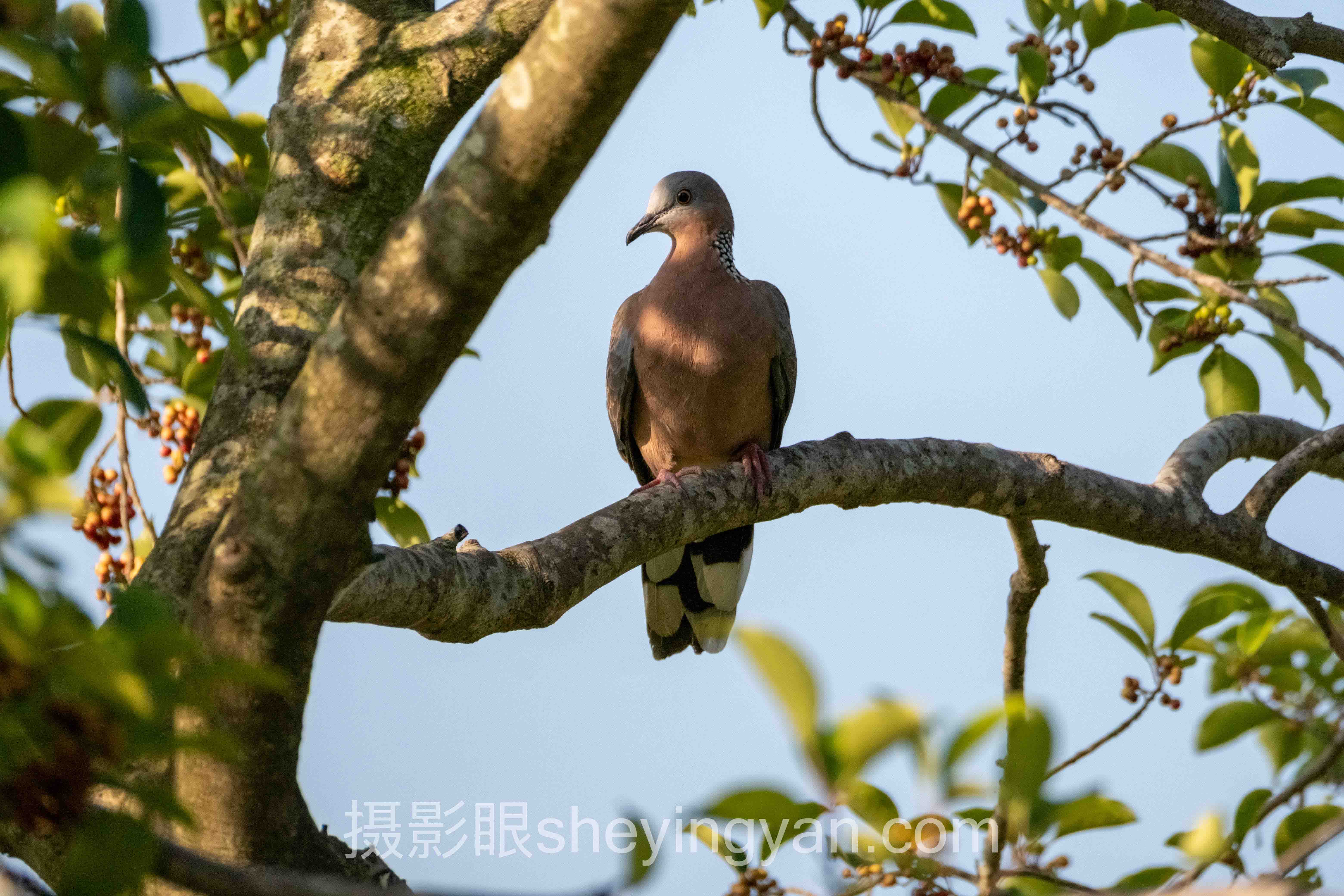 人像光影进阶案例
